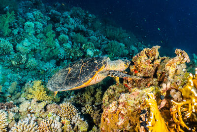 Hawksbill sea turtle in the red sea, dahab, blue lagoon sinai a.e