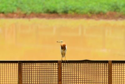 Bird perching on railing