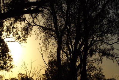 Low angle view of silhouette trees against sky at sunset