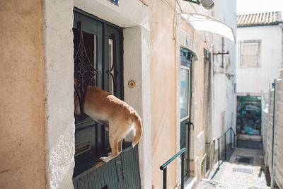 Side view of a dog looking through window