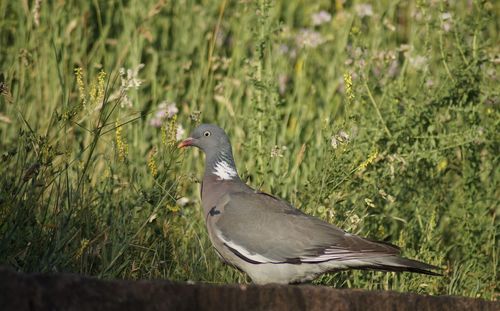 Close-up of pigeon perching on a field