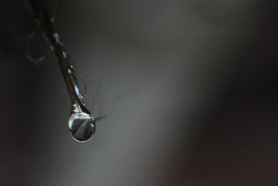 Close up of plant against blurred background