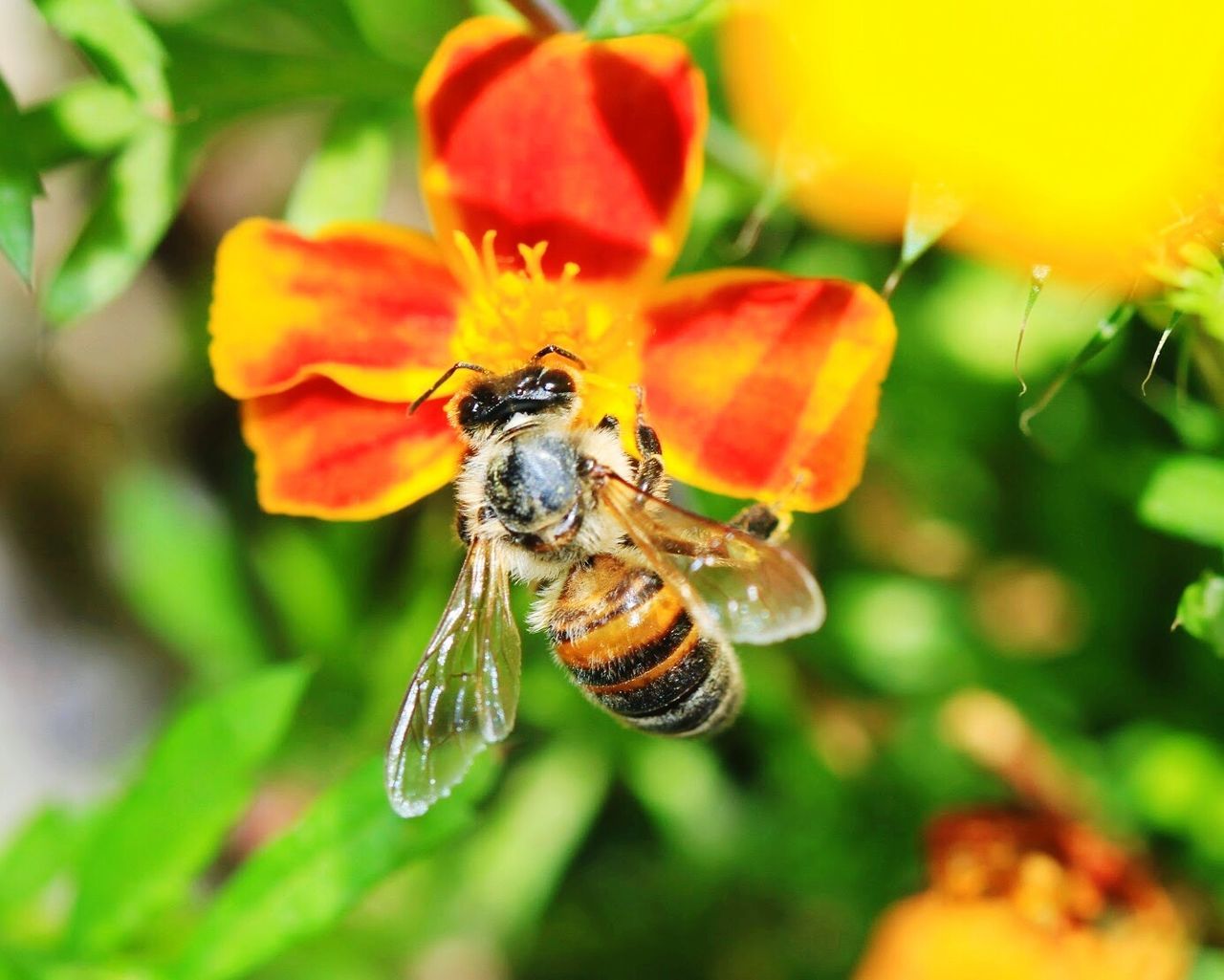 insect, animal themes, one animal, flower, animals in the wild, wildlife, close-up, fragility, freshness, focus on foreground, pollination, petal, bee, beauty in nature, nature, growth, selective focus, plant, symbiotic relationship, flower head