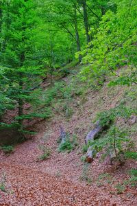 Trees growing in forest