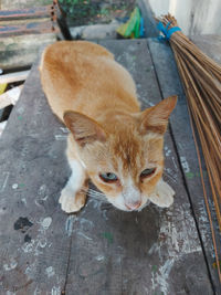 A young cat is sitting on a table looking at something with a sharp gaze.  gorontalo august 7, 2022.