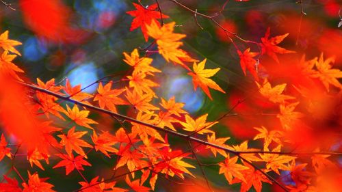 Close-up of autumn leaves