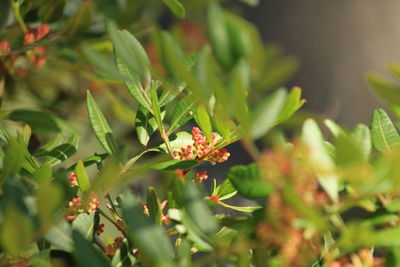 Close-up of red flowering plant