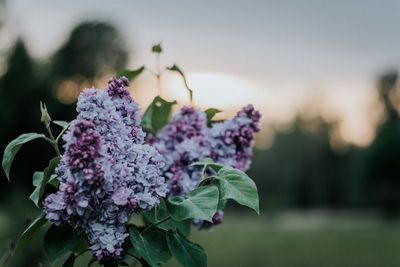 Close-up of purple flowering plant