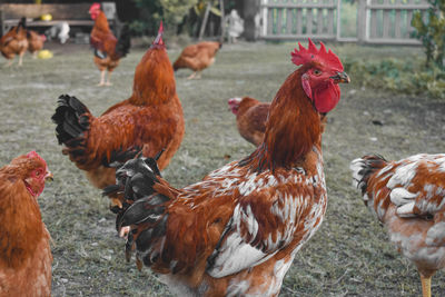 Flock of birds in a farm