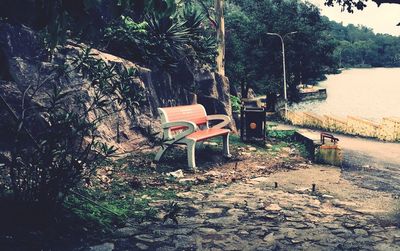 Chairs and plants against trees