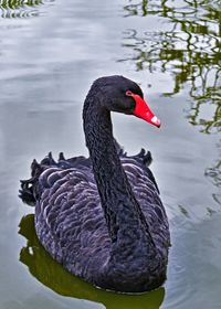 Close-up of bird swimming