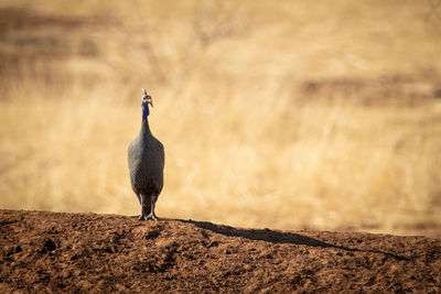 Helmeted guineafowl casts shadow on earth bank