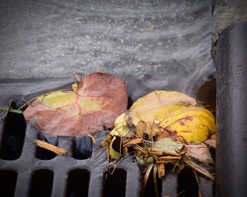 Close-up of yellow flowers