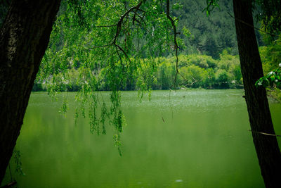 Scenic view of lake in forest