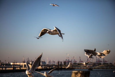 Seagulls flying over sea against clear sky