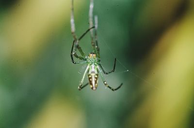 Close-up of spider on web