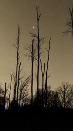 Low angle view of silhouette bare trees against sky during sunset