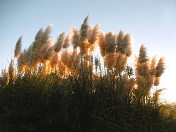 Low angle view of plants against sky