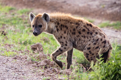 Portrait of hyena standing on grass