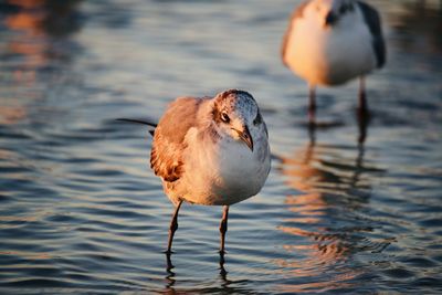 Close-up of bird in lake