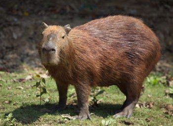 Head on portrait of capybara hydrochoerus hydrochaeris looking straight at camera bolivia.