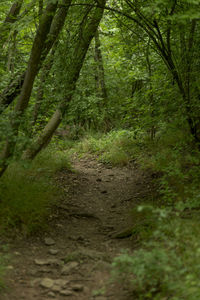 Stream along trees in forest