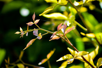 Close-up of plant