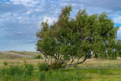 Trees on field against sky