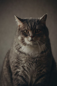 Close-up portrait of tabby cat