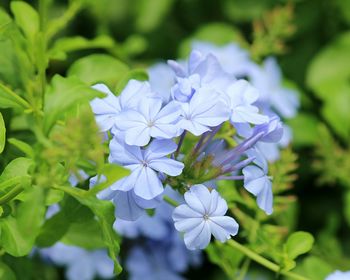 Close-up of purple plumbago flowers blooming outdoors