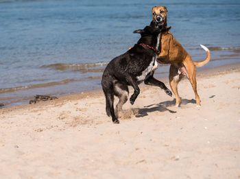 Dog on beach