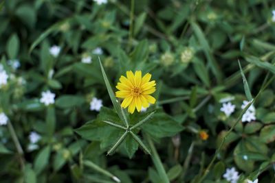 Close-up of yellow flowering plant