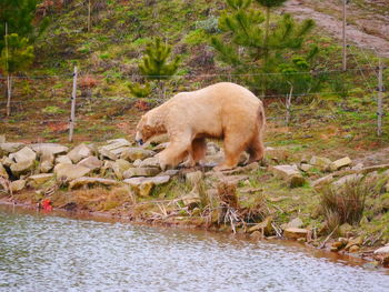 Sheep by water in grass