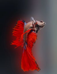 Siamese fighting fish,betta splendens,red fish on a blurred background, halfmoon betta,