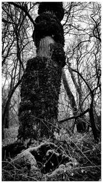 Low angle view of bare trees in forest