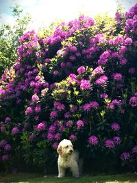 Dog on pink flower tree