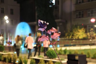 Close-up of flowering plant in city at night