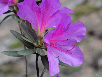 Close-up of pink flowering plant