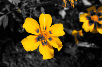 Close-up of yellow flower