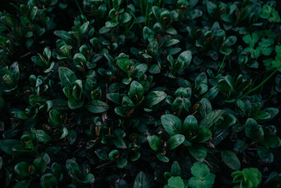 Full frame shot of plants
