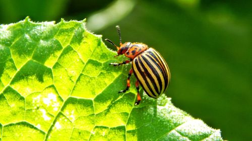 Close-up of insect on leaf