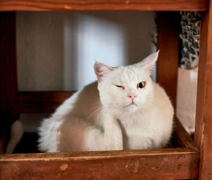 Close-up portrait of a cat