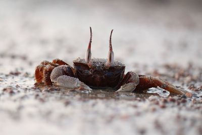 Close-up of crab on sand