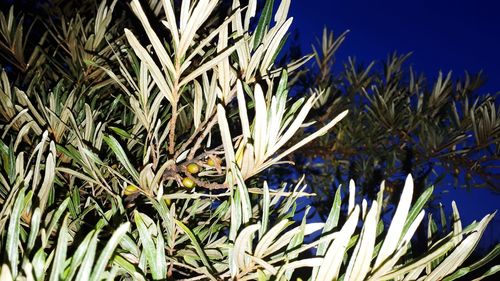 Close-up of fresh green plants against blue sky