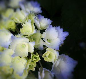 Close-up of white flowers