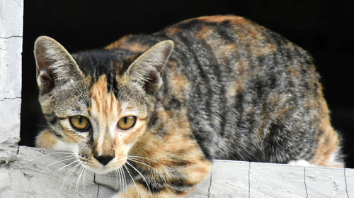 Close-up portrait of a cat