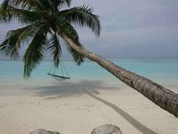 Palm tree by sea against sky