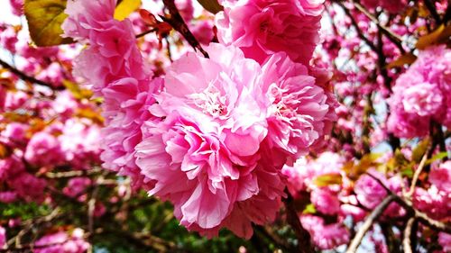 Close-up of pink flowers blooming on tree