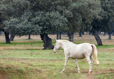 Horse standing in a field