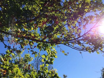 Low angle view of tree against sky